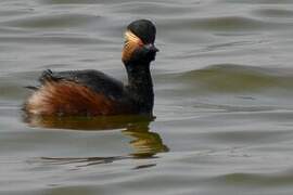 Black-necked Grebe