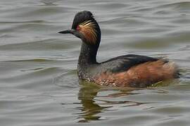 Black-necked Grebe