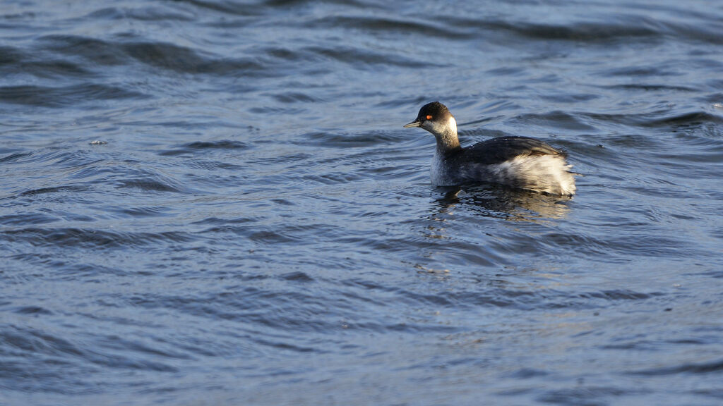 Black-necked Grebeadult post breeding, identification