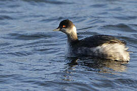 Black-necked Grebe