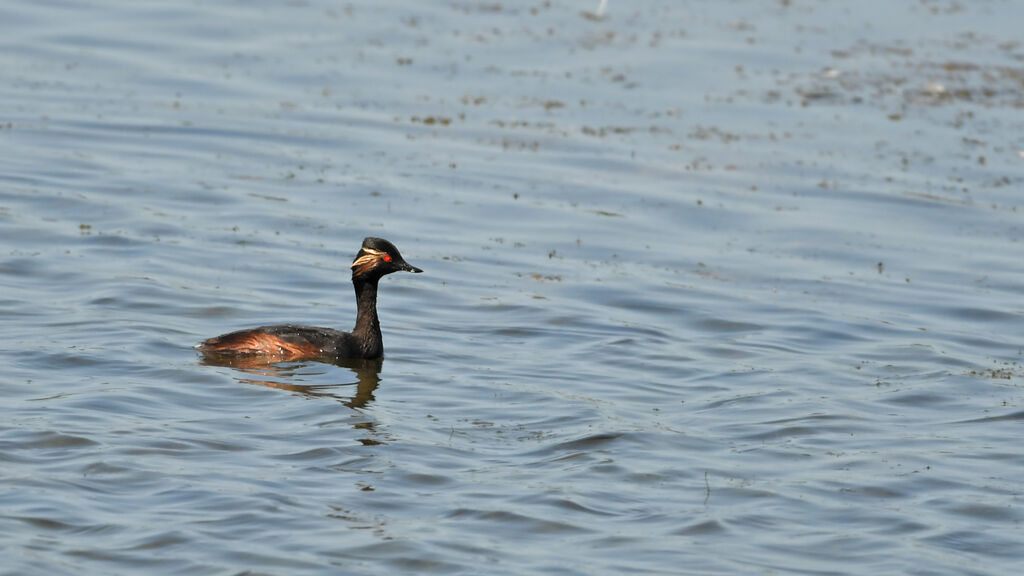 Black-necked Grebeadult breeding, identification