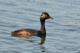 Black-necked Grebe