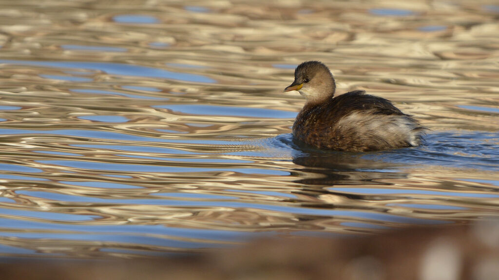 Little Grebe