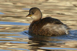 Little Grebe