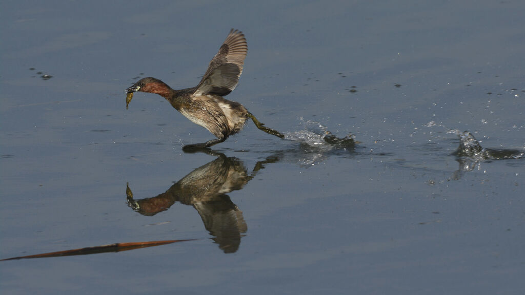 Little Grebeadult breeding, feeding habits