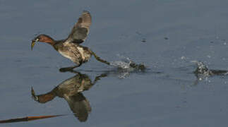 Little Grebe