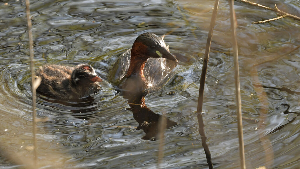 Little Grebe, identification, pigmentation