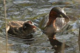 Little Grebe