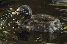 Little Grebe