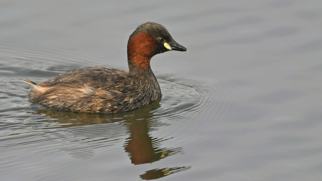 Grèbe castagneuxadulte nuptial, identification