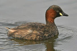 Little Grebe