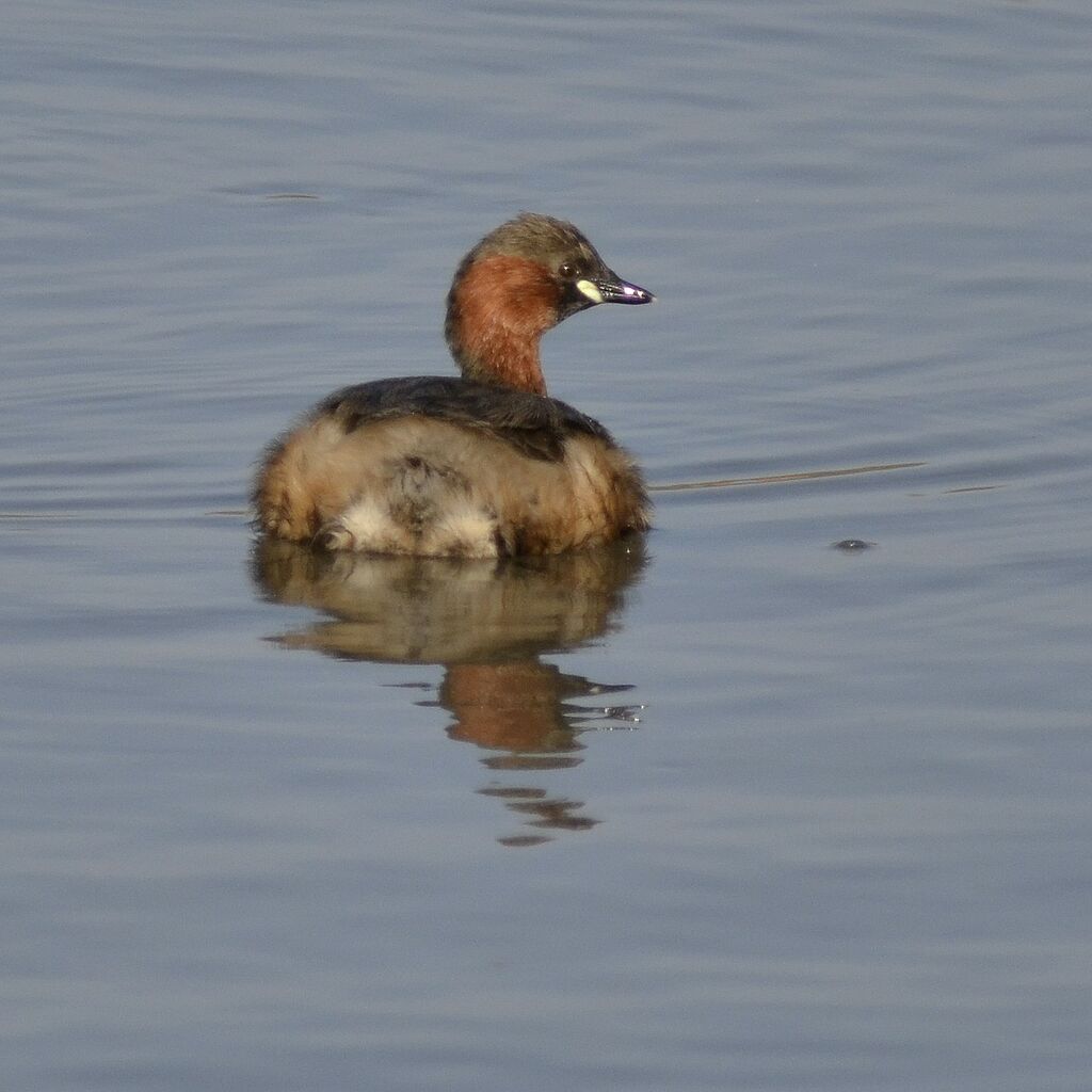 Little Grebe