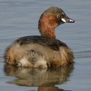 Little Grebe