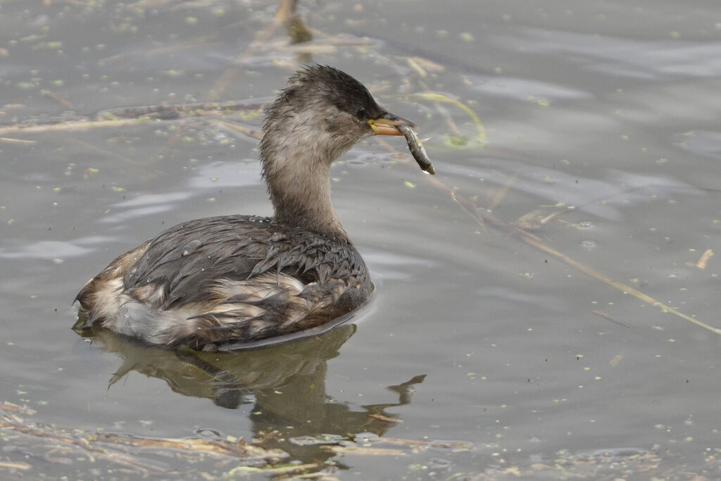 Little Grebe, feeding habits