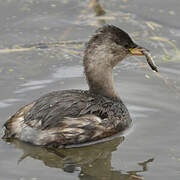 Little Grebe