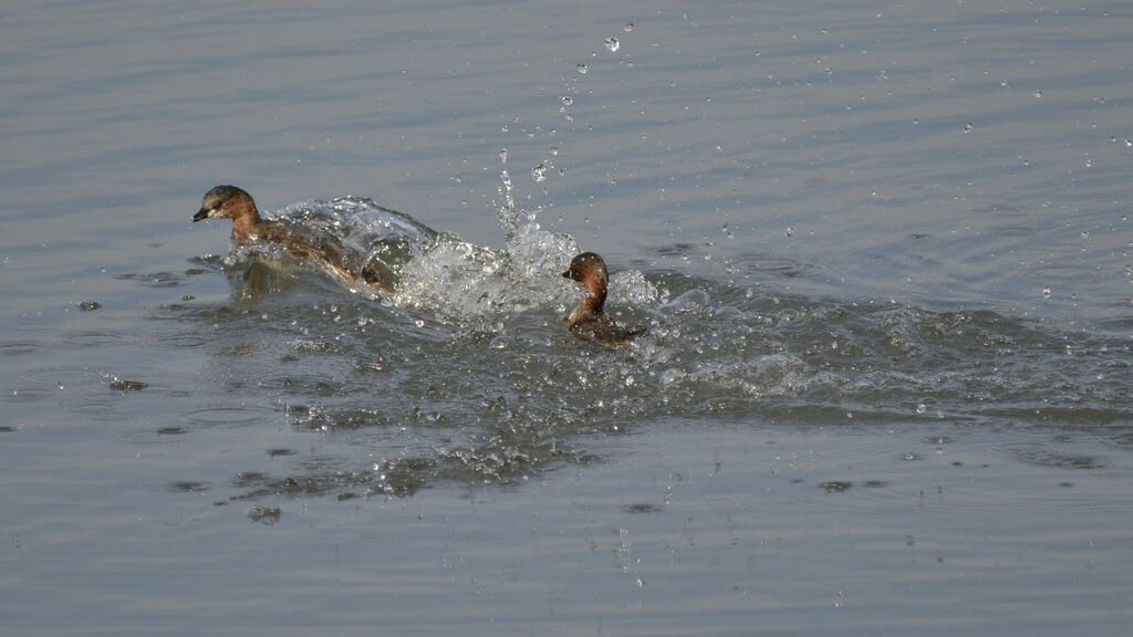 Little Grebe