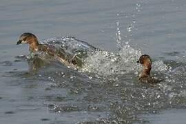 Little Grebe