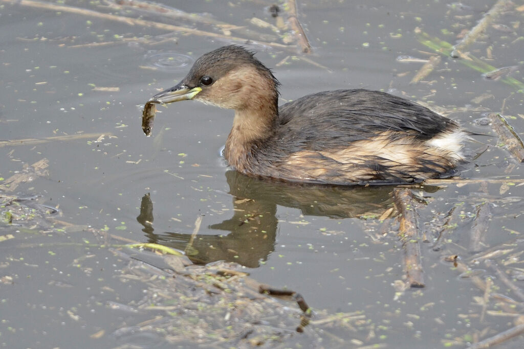 Little Grebe, feeding habits