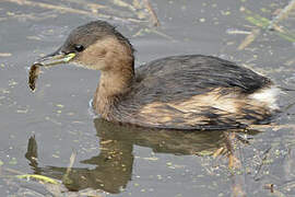 Little Grebe