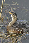 Little Grebe