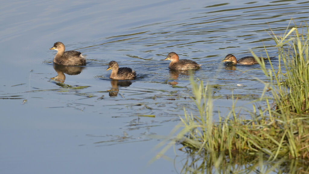 Little Grebe