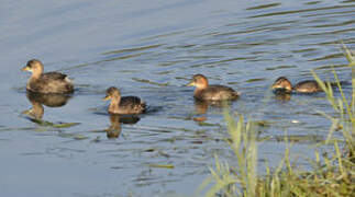 Little Grebe