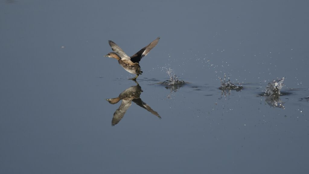 Little Grebe