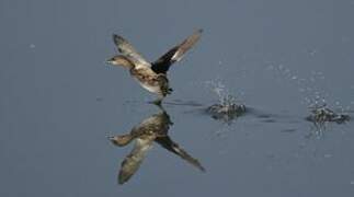 Little Grebe