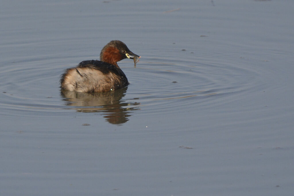 Little Grebe, feeding habits