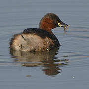 Little Grebe