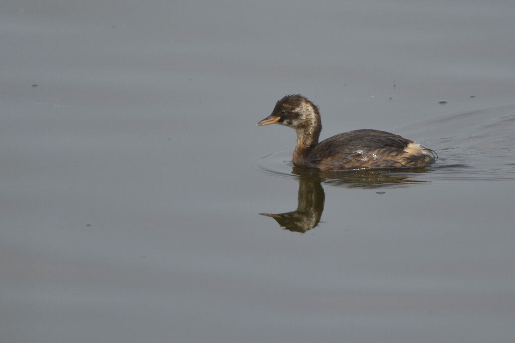 Grèbe castagneuxjuvénile, identification