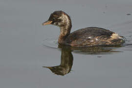 Little Grebe