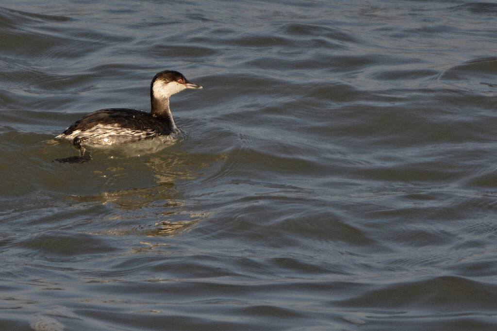 Horned Grebeadult post breeding, identification, swimming