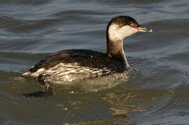 Horned Grebe