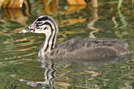 Great Crested Grebe