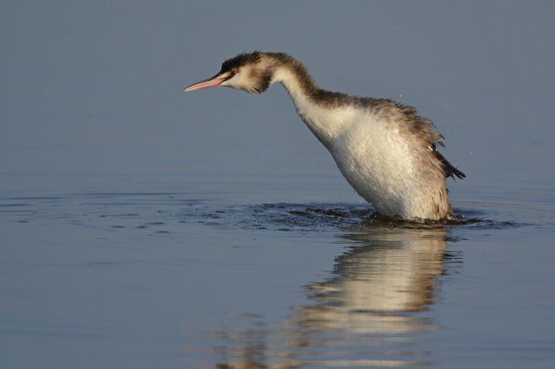 Great Crested Grebeadult post breeding