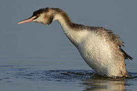 Great Crested Grebe