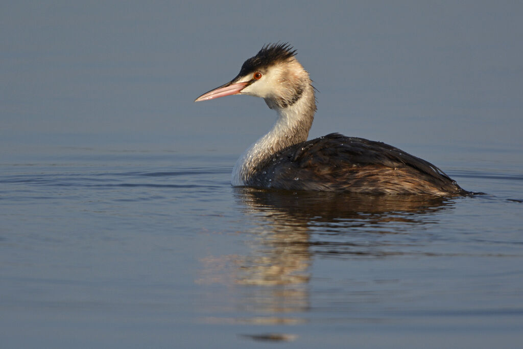 Great Crested Grebeadult post breeding, identification