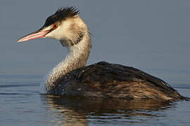 Great Crested Grebe