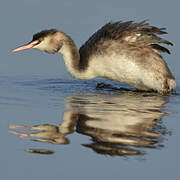 Great Crested Grebe