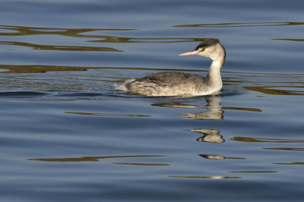 Great Crested Grebeadult post breeding