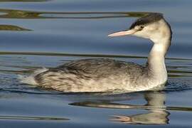 Great Crested Grebe