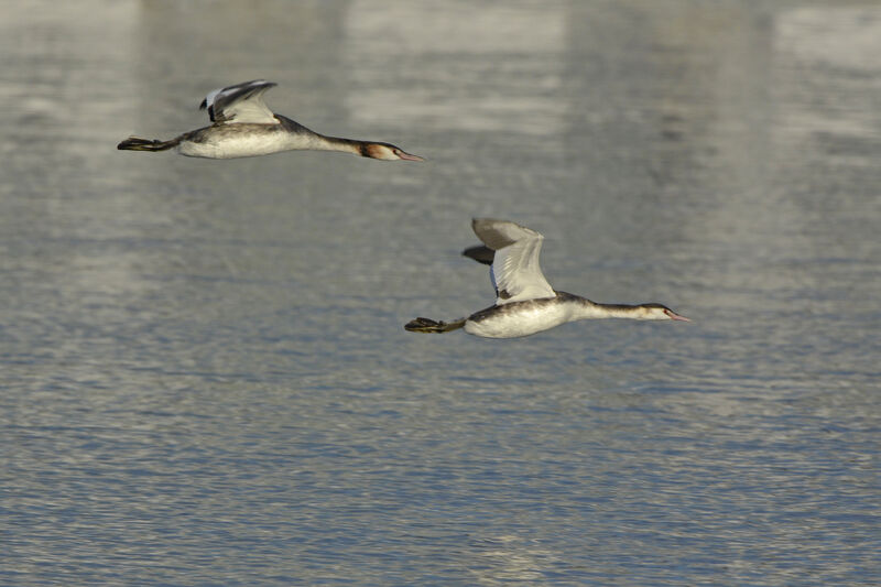 Great Crested Grebe, Flight