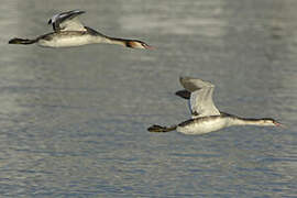 Great Crested Grebe