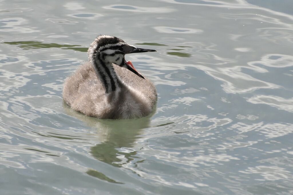 Great Crested Grebejuvenile