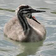 Great Crested Grebe