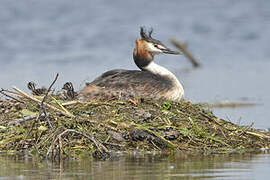 Great Crested Grebe