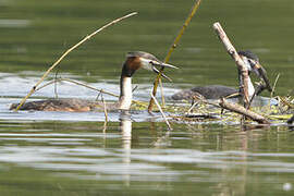 Great Crested Grebe