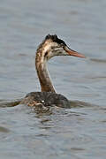 Great Crested Grebe