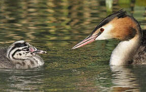 Great Crested Grebe